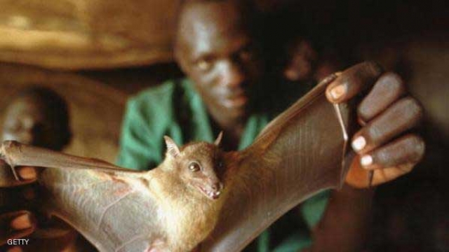 هل تعلم أن الخفافيش تحمل 16 فيروسا عدا إيبولا؟