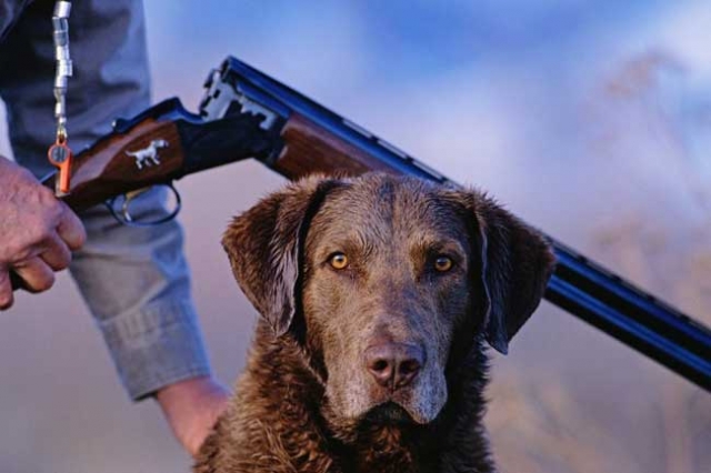 الكلاب أيضا تطلق الرصاص، أو حين تقتل الصدفة الإنسان بأمريكا...