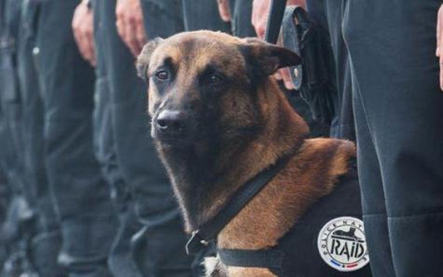 ستة جرحى من رجال الأمن وقتل كلب مدرب في مداهمة ضد إرهابيين بباريس