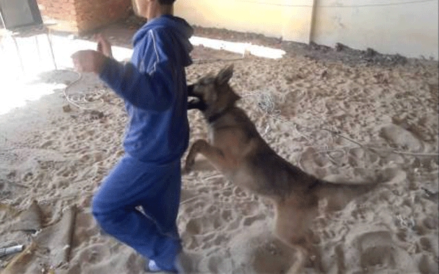 في غياب السلطات.. كلب مسعور بآسفي يعض 7 مواطنين ويفرض على المارة ساعتين من الجحيم