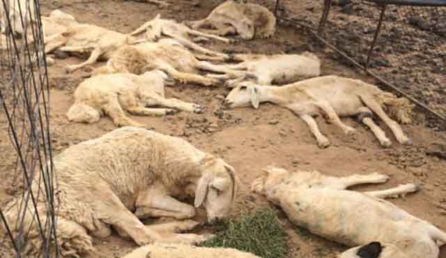 الأغنام المهربة من الجزائر سبب رئيسي في انتشار الحمى القلاعية بالمغرب