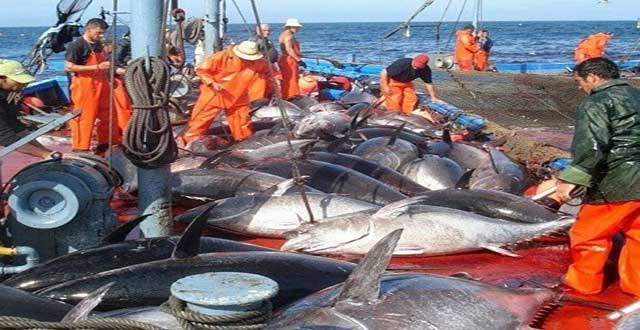 منع مؤقت للصيد البحري يدخل حيز التنفيذ بعد نشره بالجريدة الرسمية