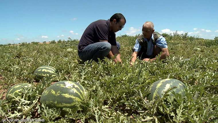 هل ستمنع دراسة وكالة الحوض المائي زراعة "الدلاح" بمنطقة الفايجة بزاكورة؟