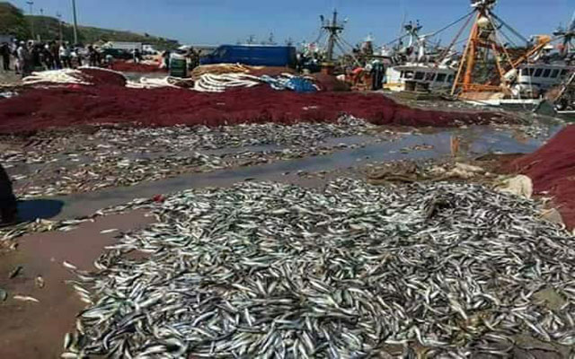 بحارون بالداخلة يستنكرون استنزاف الثروة السمكية من طرف مراكب الصيد في أعالي البحار