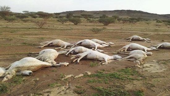 نفوق قطعان الغنم بإقليم سطات يسائل الجهات المسؤولة