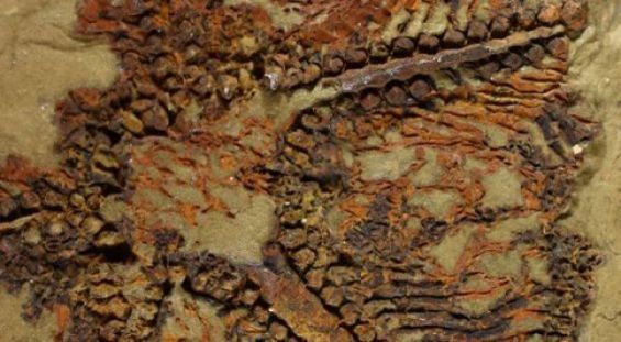 المغرب: اكتشاف أقدم نجم بحر في العالم يعود تاريخه إلى 480 مليون سنة