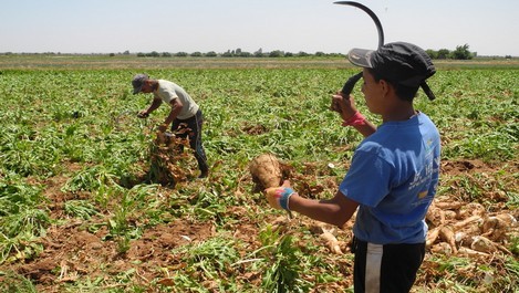 مجموعة الفوسفاط والقرض الفلاحي للمغرب يوحدان جهودهما لخدمة صغارالفلاحين