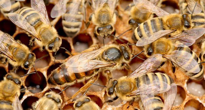 دورة تكوينية حول تربية النحل وإنتاج العسل لتشجيع الاستثمار بالعالم القروي 