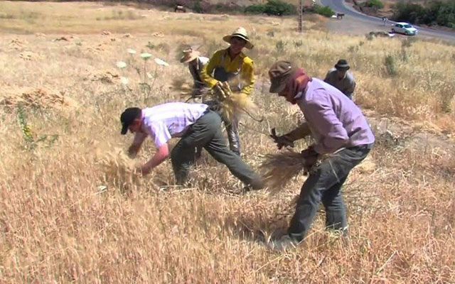 الموسم الفلاحي ينقذ الاقتصاد من السكتة والمغرب يسجل أفضل موسم خلال عشر سنوات