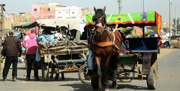 مجلس البيضاء يؤجل الحسم في مشروع مسبح بهذه المنطقة