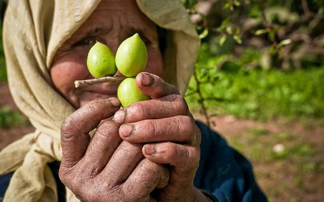 بمناسبة الاحتفال بيومها العالمي..شجرة الأركان في أرقام