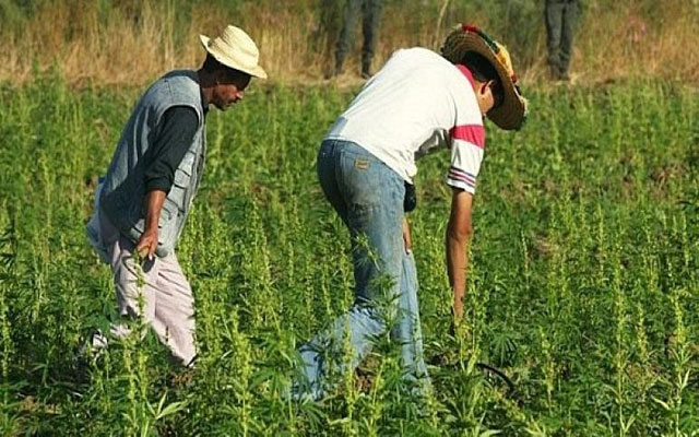 لجنة الداخلية بمجلس المستشارين تصادق على مشروع قانون القنب الهندي