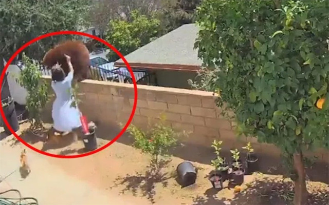 فتاة أميركية تدفع بيديها دبا هاجم حديقة منزلها لحماية كلابها