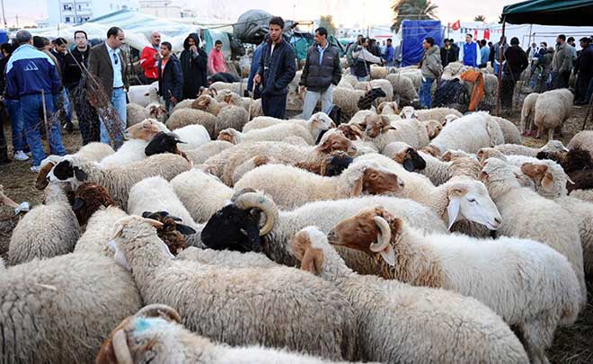 "نايضة" في أسعار الأضاحي أياما قليلة قبل العيد