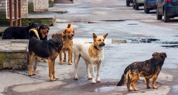 الكلاب الضالة تجوب شوارع وأحياء وجدة زارعة الرعب وسط الأطفال