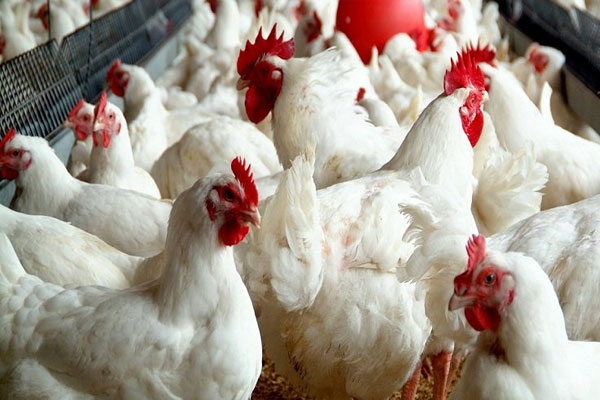 تعرف على الأسباب التي أدت إلى ارتفاع أسعار الدجاج