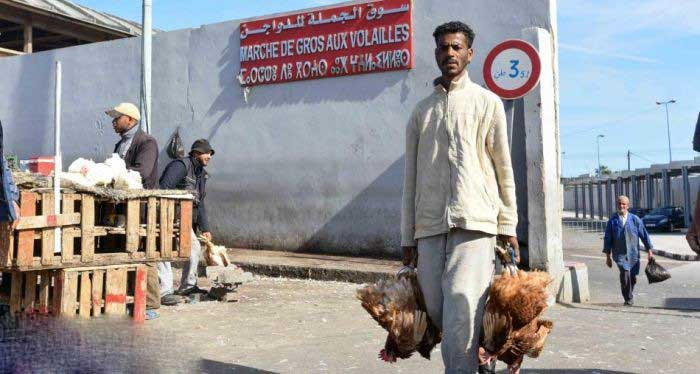 سوق الدجاج بالحي المحمدي.. ملف حارق بين يدي عمدة البيضاء