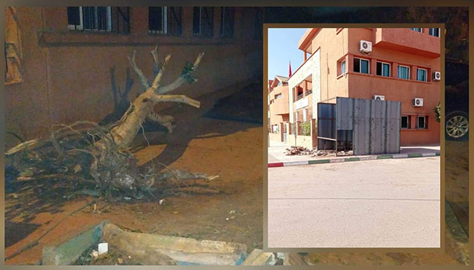 بسبب اقتلاع شجرة.. فعاليات مدنية بسوق السبت تقرر اللجوء إلى القضاء
