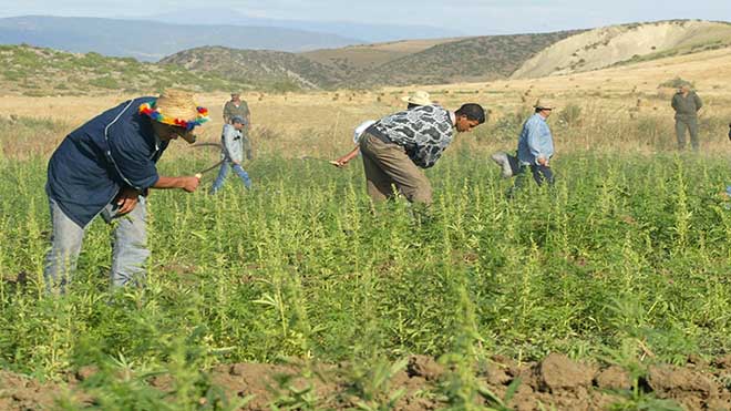 مكناس.. خبراء وباحثون يسلطون الضوء على تطورات ملف زراعة الكيف بالمغرب