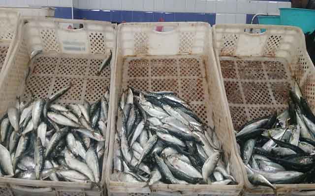 "المنزلة" ترفع أسعار سمك السردين في أكبر مصايد جنوب المغرب  