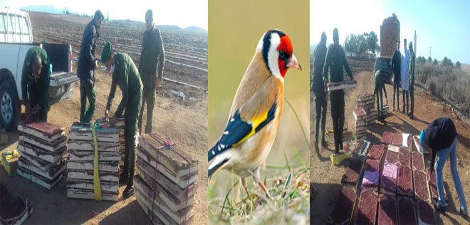 وجدة: حجز 5000 طائر الحسون المهدد بالانقراض نتيجة الصيد العشوائي وتهريبه إلى الجزائر