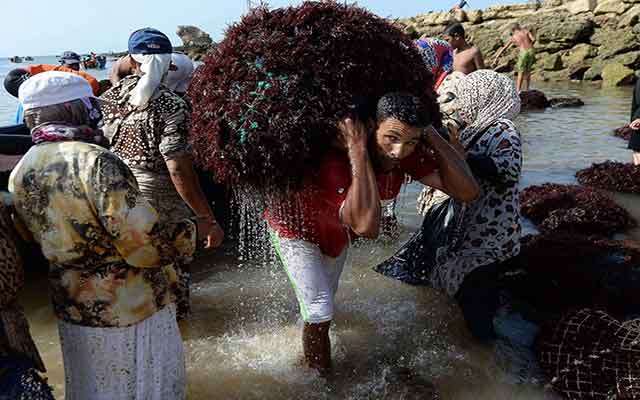 مهنيو صيد الطحاليب يطلبون من الوزير الصديقي إيفاد لجان تفتيش إلى مندوبية الجديدة 