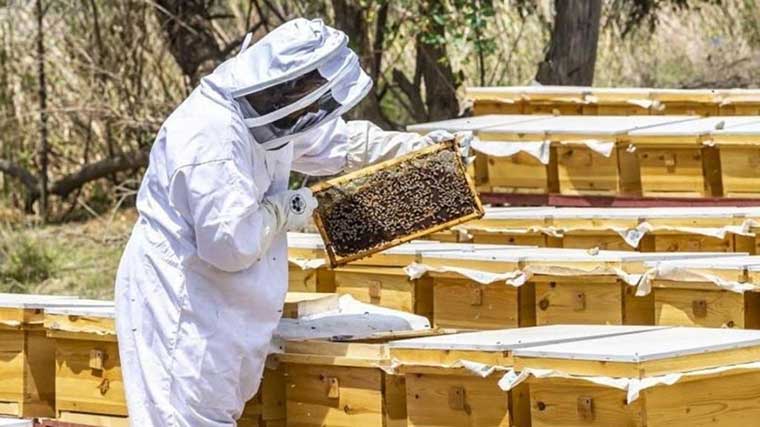 دورة تكوينية في إنتاج العسل بالقنيطرة لتطوير المهارات بهذا القطاع