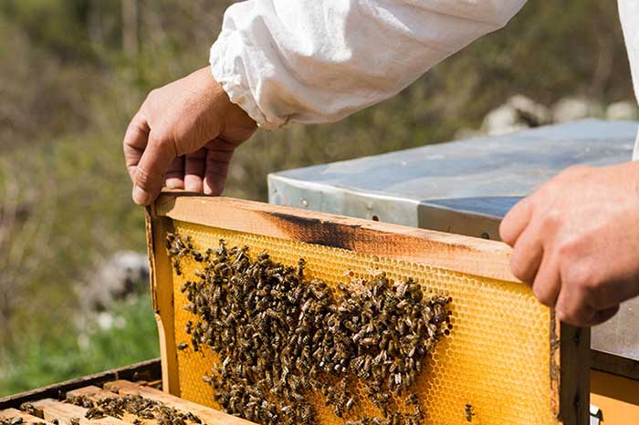 وزارة الفلاحة تعد برنامجا لدعم المربين المتضررين من انهيار طوائف النحل