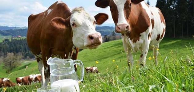 شبح الإفلاس يهدد عشرات التعاونيات الفلاحية المرتبطة بإنتاج الحليب وتسويقه