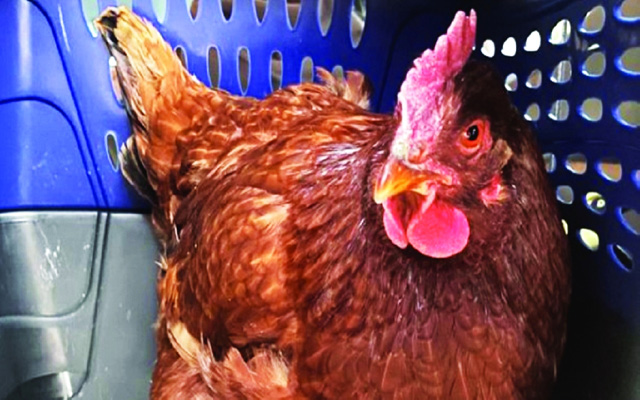 سحب دجاجة كانت تحوم حول البنتاغون الأكثر تحصيناً في العالم