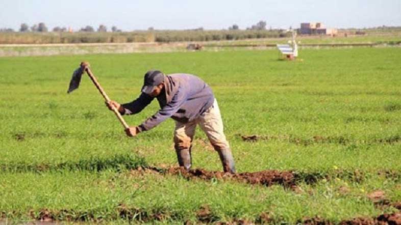 هذا ما أفرز عنه اجتماع الكونفدراليين بالمدير الجهوي للفلاحة لجهة طنجة