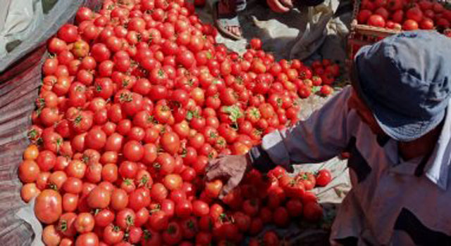 قبل شهر رمضان.. تعرف على سعر الطماطم في سوق الجملة بالبيضاء 