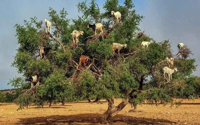 الجزائر.. دولة "كوبي كولي" أصابها جنون إنتاج شجرة أركَان المغربية المباركة