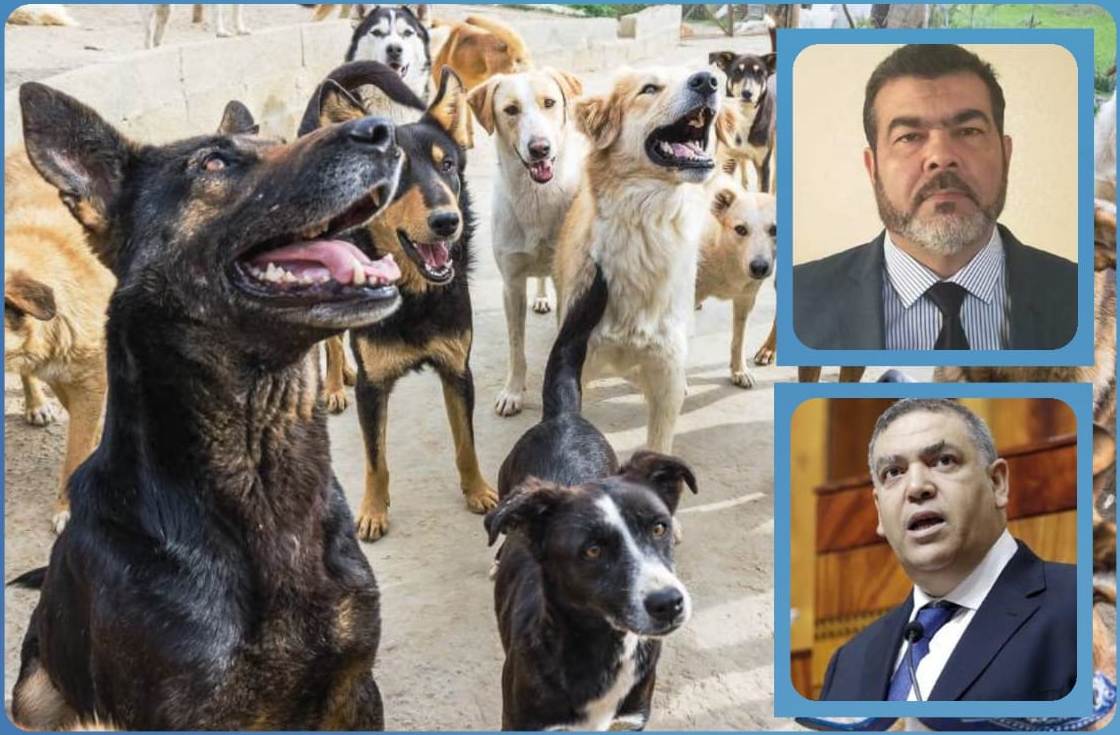 عبد الحق بوتشيشي: لماذا بقيت الإتفاقية الموقعة ضد الكلاب الضالة مجرد حبرعلى ورق؟