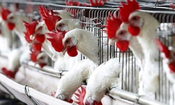 الجمعية الوطنية لمربي دجاج اللحم تشهر ورقة الاحتجاج غدا