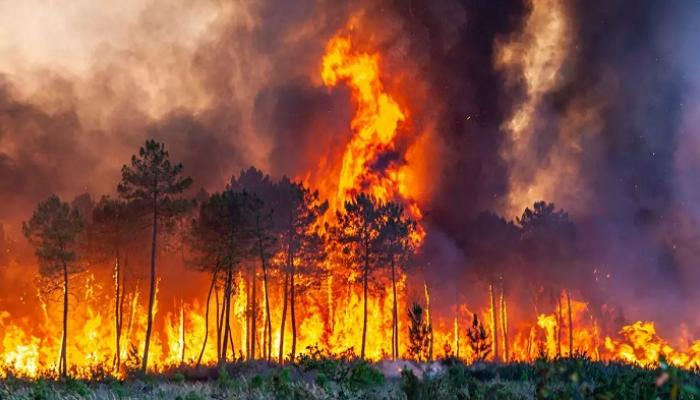 الحرائق تدمر 6000 هكتار وتجبر 1500 شخص على الفرار من منازلهم..