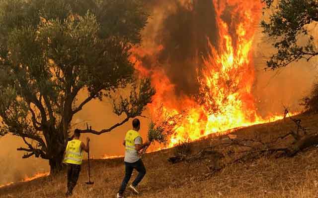تجدد اندلاع الحرائق في غابات الجزائر