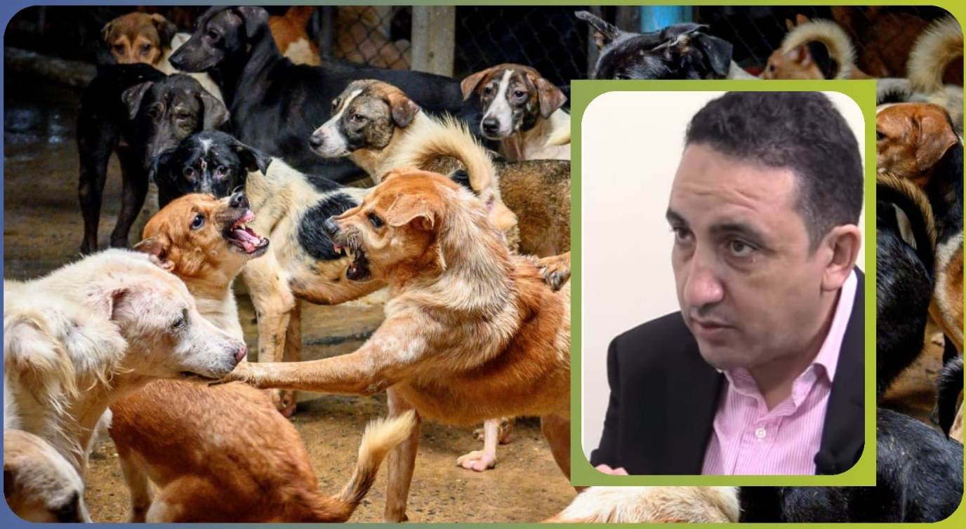 الدكتور الوزاني: منع الكلاب الضالة من التوالد سيحد من انتشارها (مع فيديو)