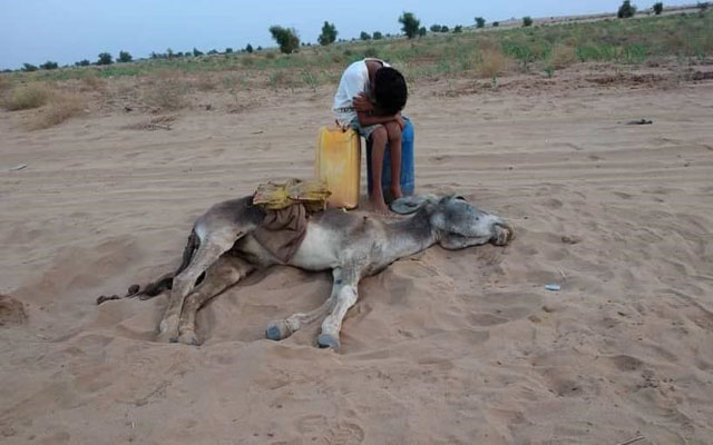 هذه حقيقة الحمار المغربي الذي نفق بعد رحلة العطش..