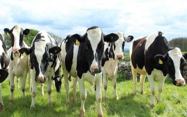الحكومة تقرر منح الإعانة المالية لشراء الأبقار الحلوب المستوردة