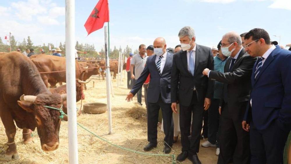 المغرب يمنع ذبح الأبقار الحلوب..إقرأ التفاصيل