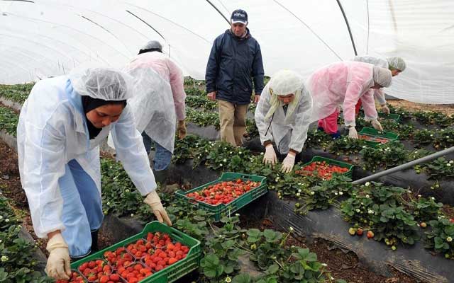 سطات: شبهات في لوائح المرشحات للعمل بحقول الفراولة بإسبانيا تعجل بفتح تحقيق بالبروج