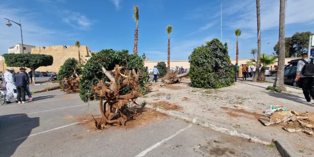 قلق حقوقي بسبب اجتثاث أشجار بالجديدة