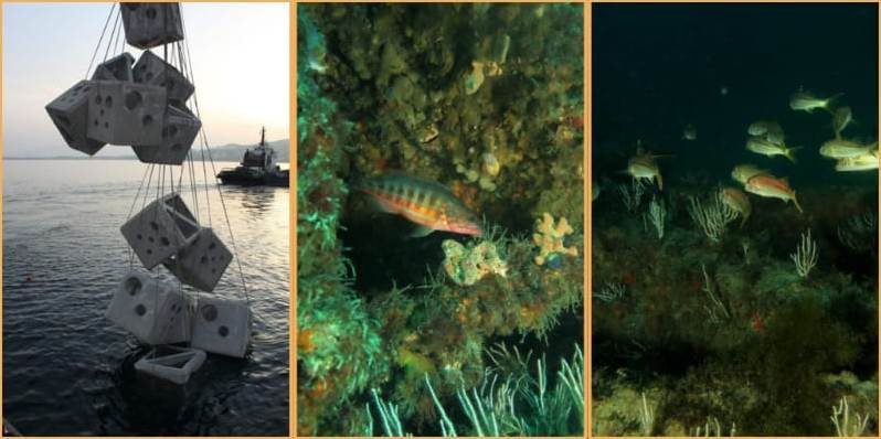 شعاب اصطناعية بشمال المغرب.. واحة تحت الماء لحماية التنوع البيولوجي البحري