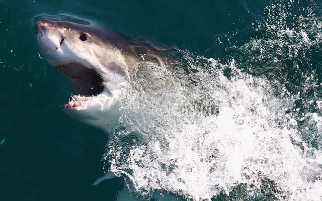 هجمات أسماك القرش.. تقرير 2023 يدق ناقوس خطر