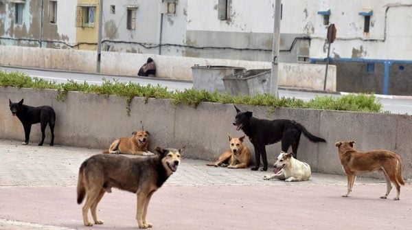 انتشار قطعان الكلاب الضّالة في شفشاون.. قلق يومي وخطر يتهدّد حياة الكبار والصّغار