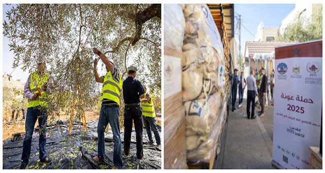 موسم قطاف الزيتون في القدس مستمر بدعم وكالة بيت مال القدس الشريف ضمن حملة "عونة"